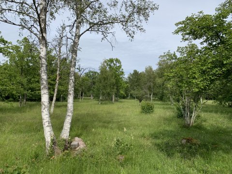 Laelatu puisniit