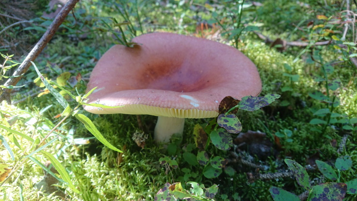 Pilvik