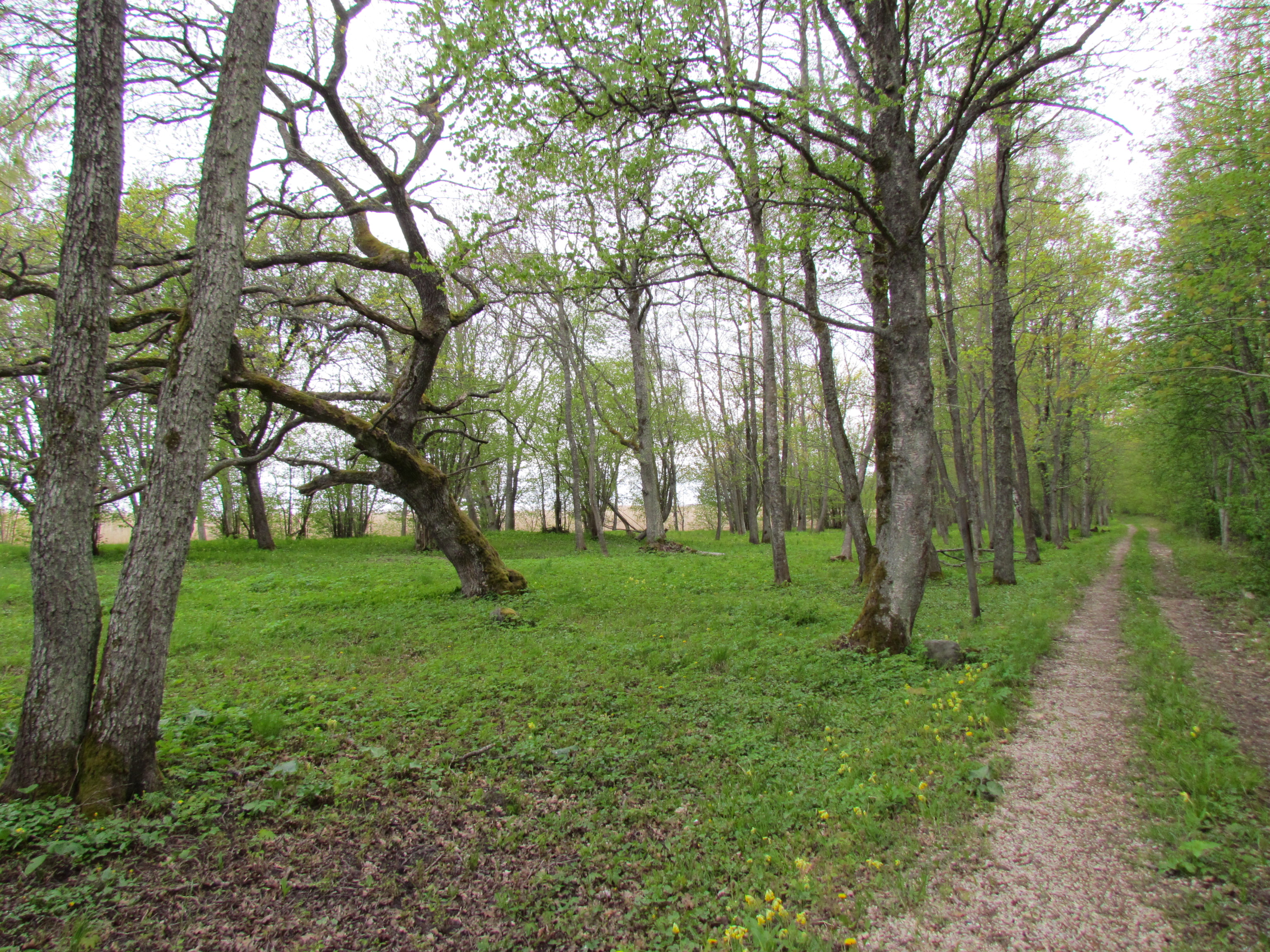 Puisniit Puise metsas