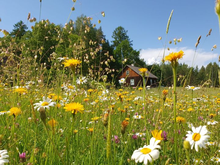 lillerikas niit, kauguses näha puidust majake