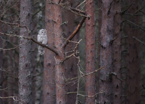 Händkakk. Foto: Tiit Jürisson