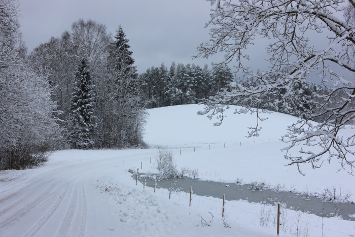 Talvine käänuline tee lumiste kuuskedega