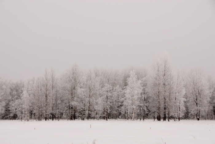 Tõramaa puudesalu