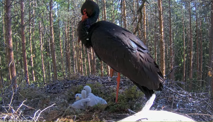 Must-toonekurg pesal, väikesed valged pojad samuti pesas kõrgel puu otsas