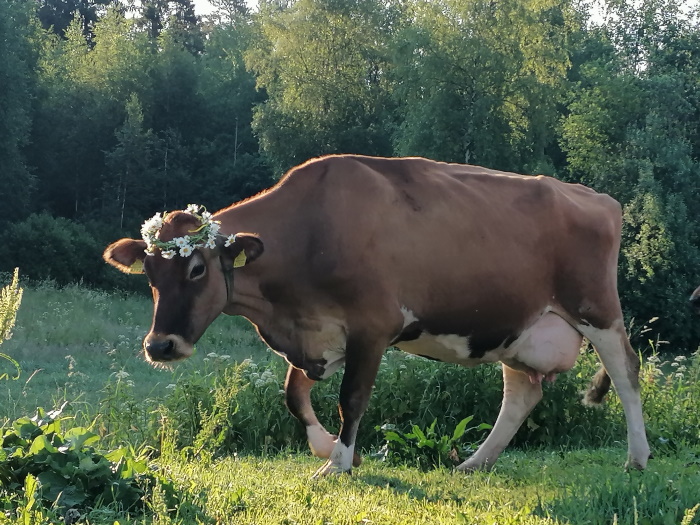 Lehm lillepärjaga peas jaanipäeva puhul
