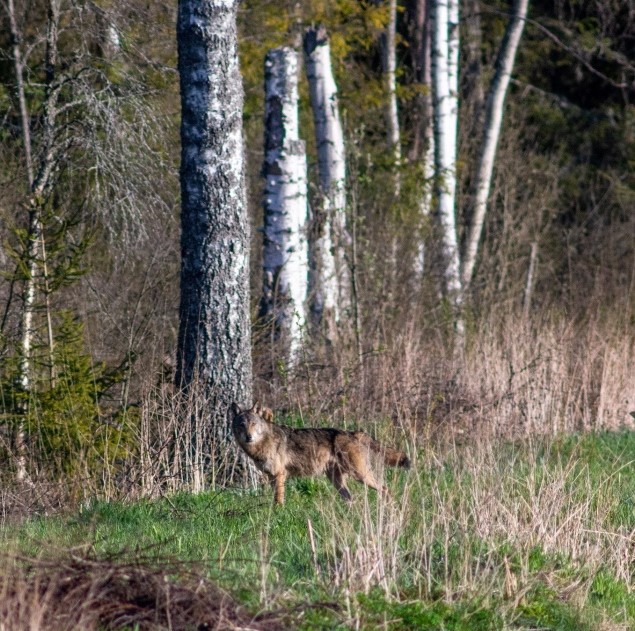 Hunt. Foto: Susi Kübarsepp