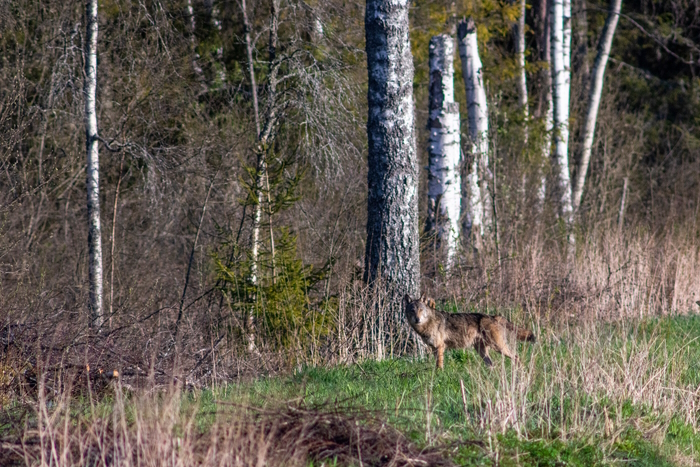 kevad. metsaserval seisab hall hunt ja vaatab inimese poole
