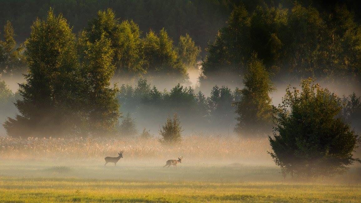 Udune hommik Vihasoo külas. Foto: Pille Kosk