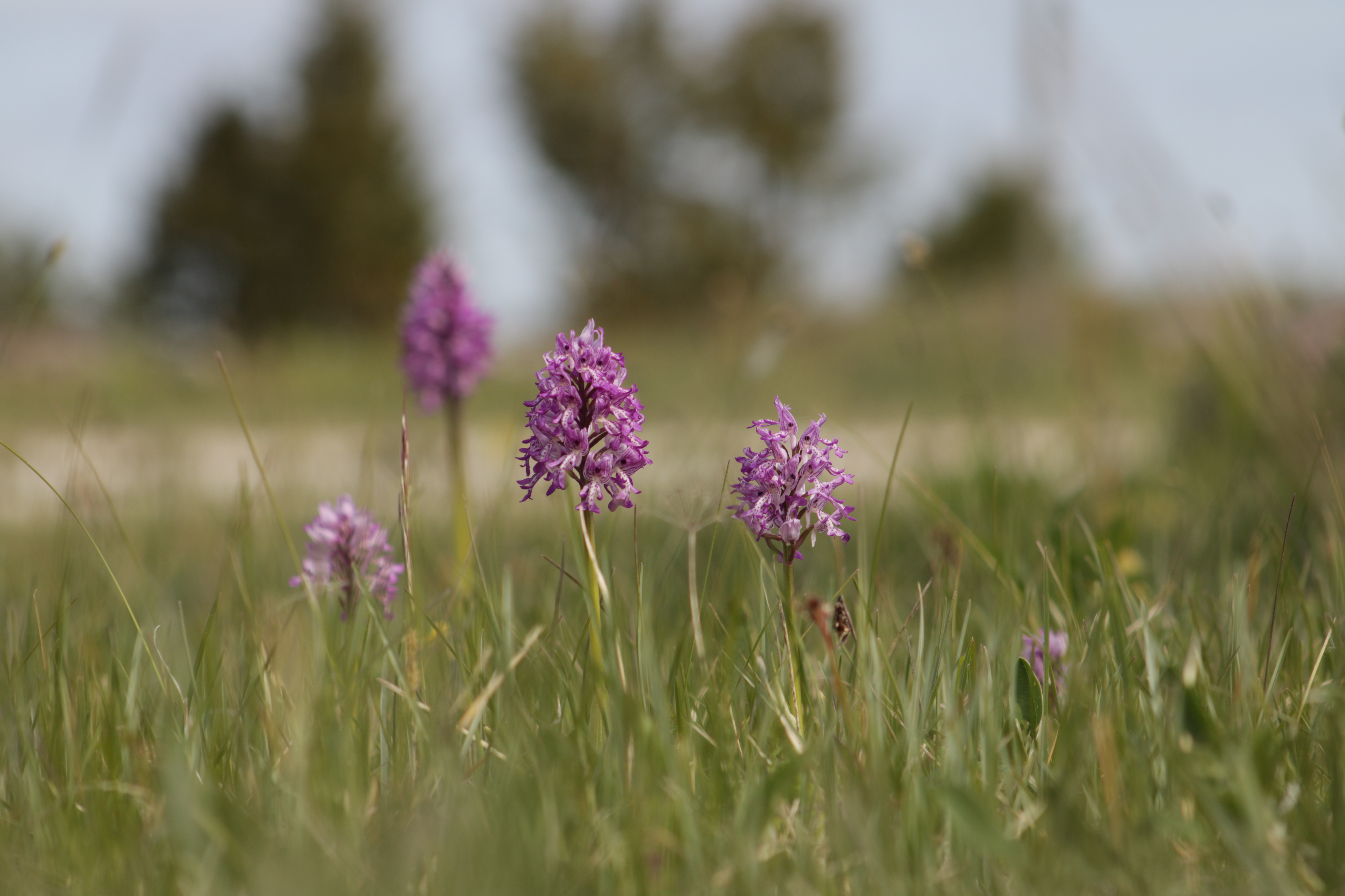 Hallid käpad (Orchis militaris) Viita puisniidul.