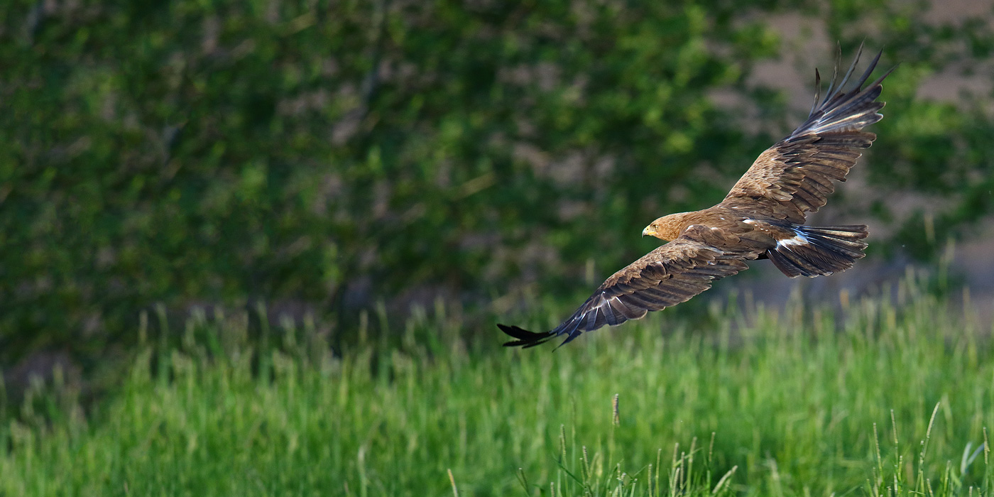 Lesser Spotted Eagle