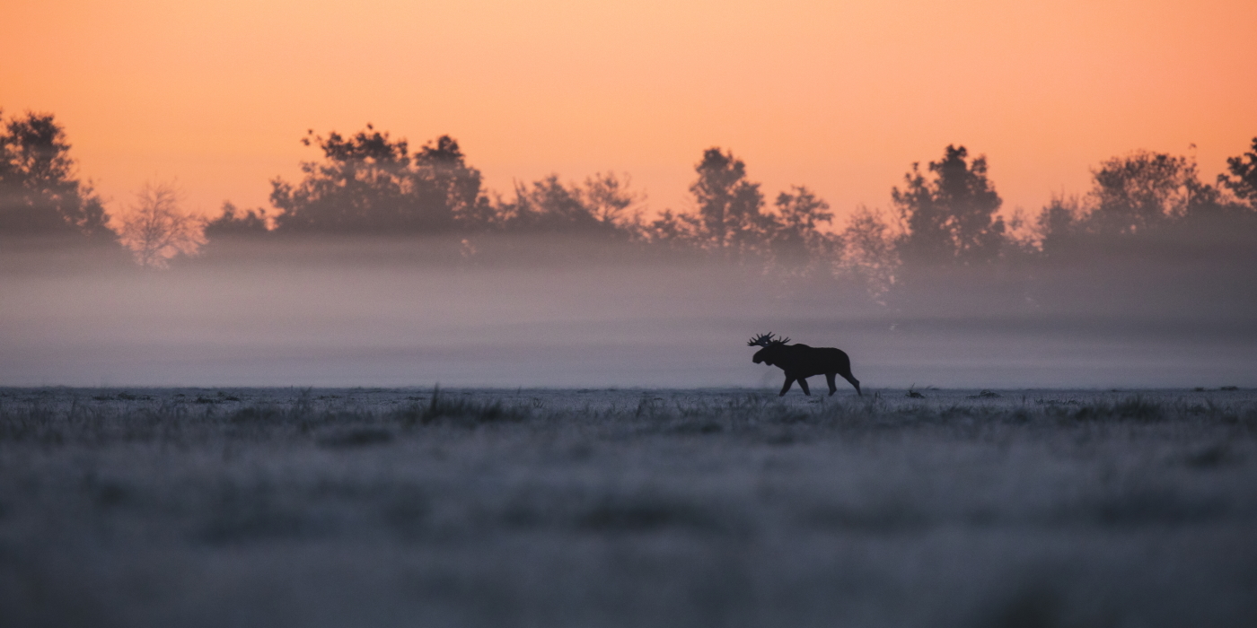 Elk (Alces alces). Matsalu National Park. Hans Markus Antson