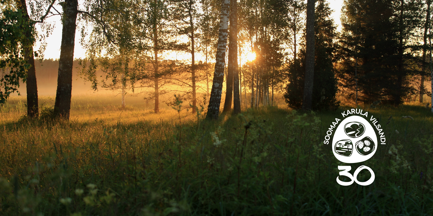 Ähijärve puisniit kuldsetes päikesekiirtes