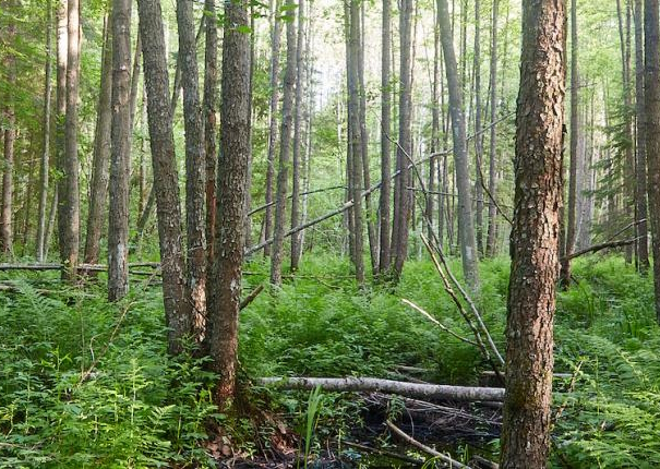 lodumets üksikud lepad sõnajalgade vahel