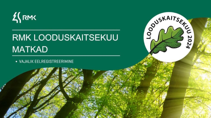 Läbi kõrge puu lehtede paistab päike