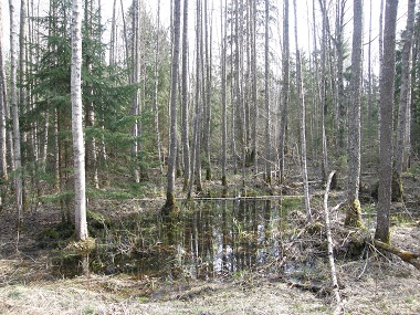 vaade märjale lepa-kuuse segametsale