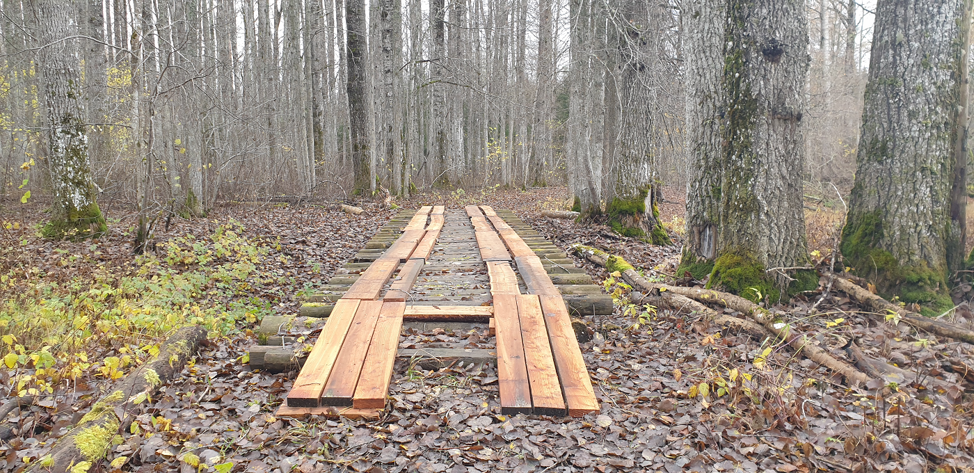 sügisene vaade puidust sillale haavametsas