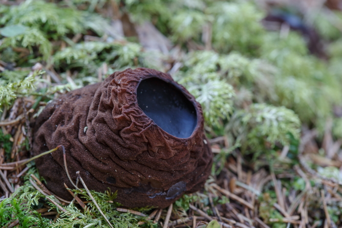 Sarcosoma globosum/ witches cauldron  Photo: Taavi Nagel