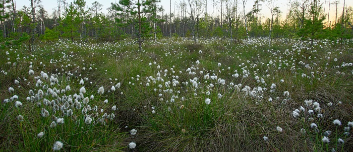 mire ground with white cotton grass  