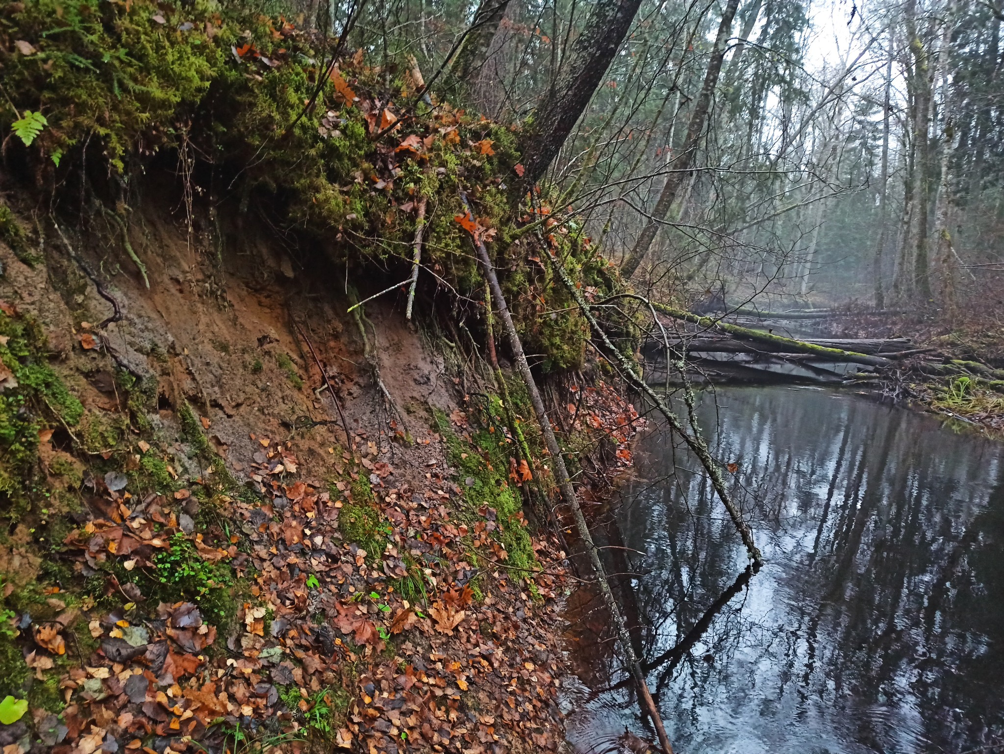Punakas paljand jõekaldas