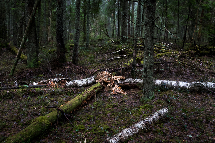 Haanja looduspargi Tuhkrijärve mets, foto Jaanus Tanilsoo