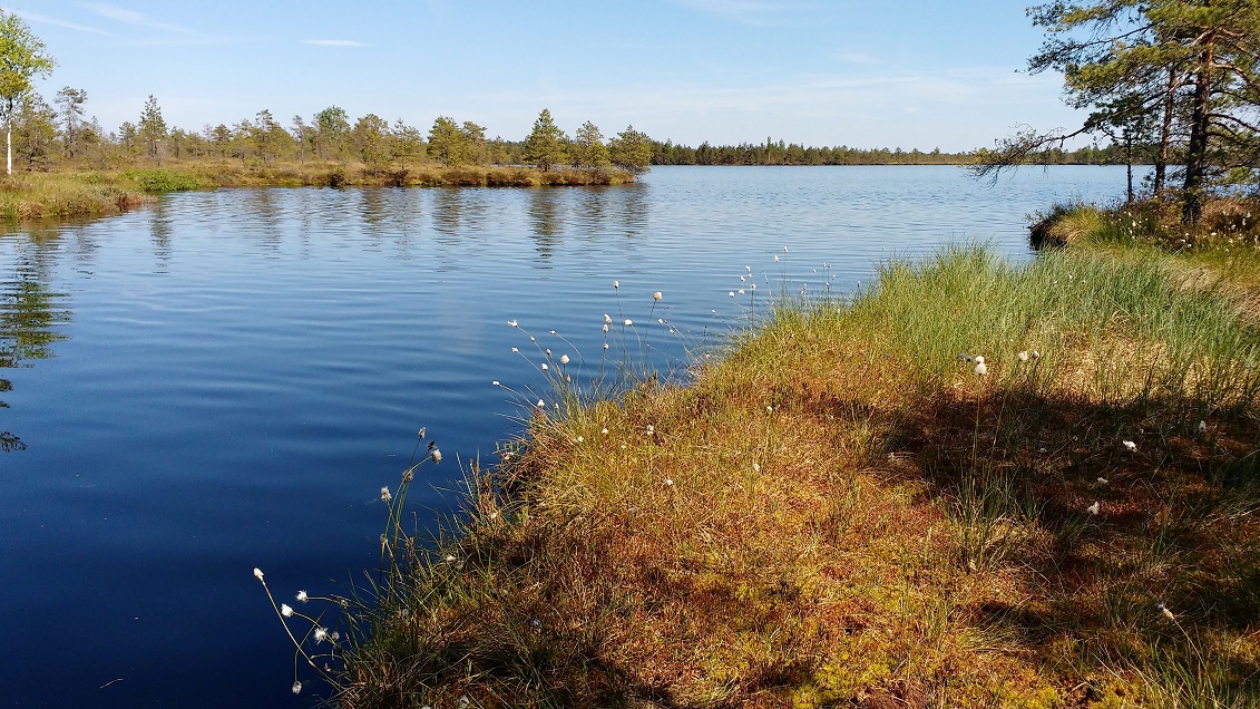 Loosalu järv