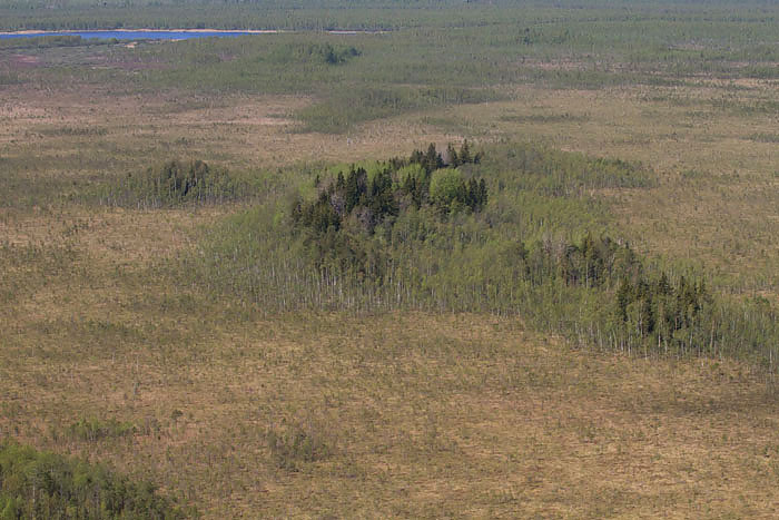 aerofoto soo kohal, näha nii kõrgem metsane soosaar kui järve pind