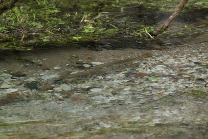 Madal kivisepõhjaline jõgi, milles näha kalade seljad