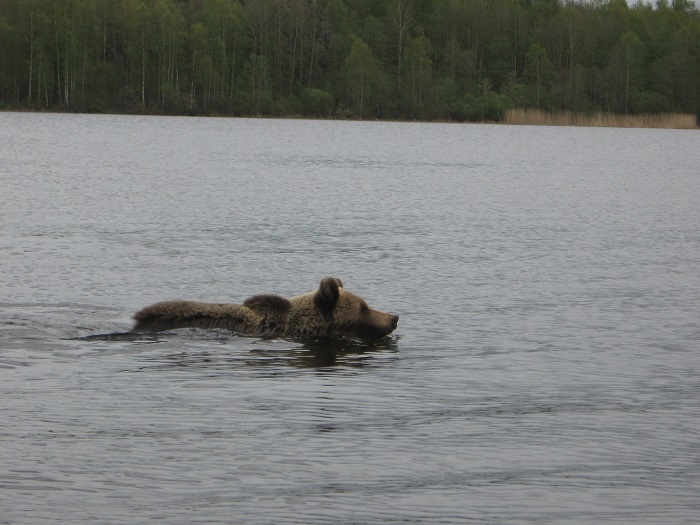 Karu Narva jõel. Lembit Kesler.