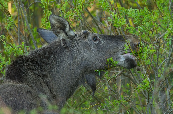 elk eating bushes