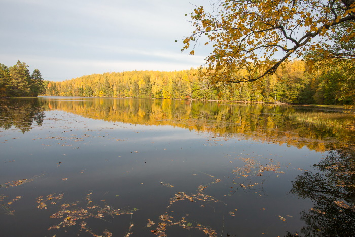 Sügisene järv, pildil olevad kaldad on metsaga