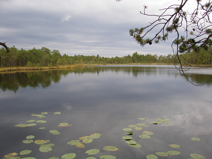 Viinamardi järv. Jürgen Öövel