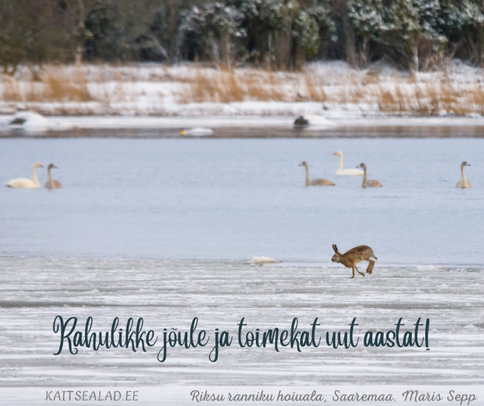 Rahulikke jõule ja toimekat uut aastat! Lumel jookseb jänes, vees ujuvad rahulikult luiged.