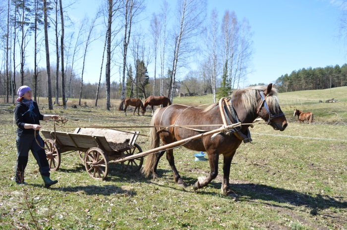 Working with horses