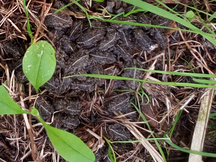 väikesed selja peal heleda jutiga konnapojad üksteise otsas 