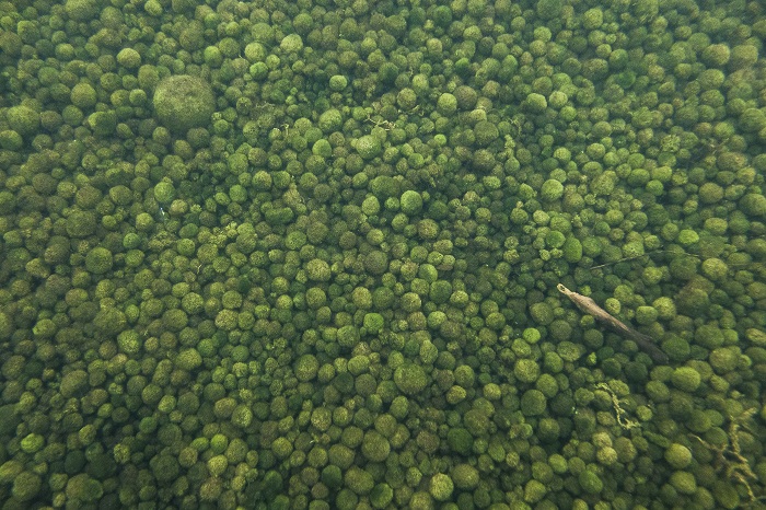 many green round algae in lake water