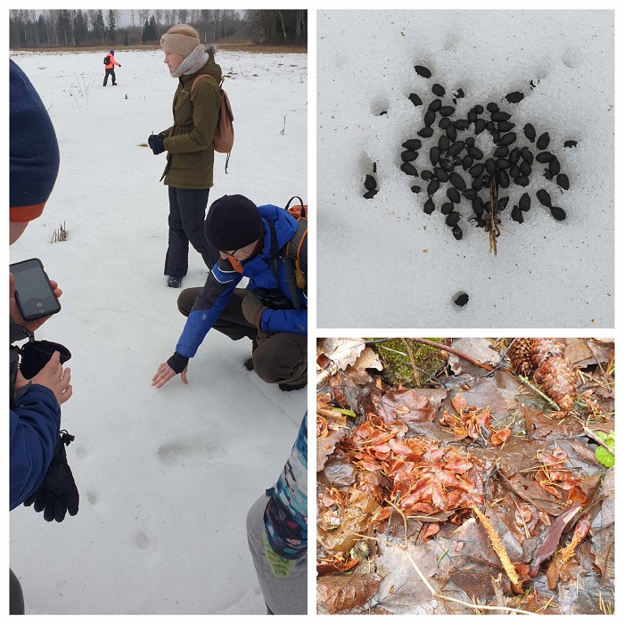 rebase jäljed lumel ja lapsed neid uurimas, orava näritud kuusekäbi maas