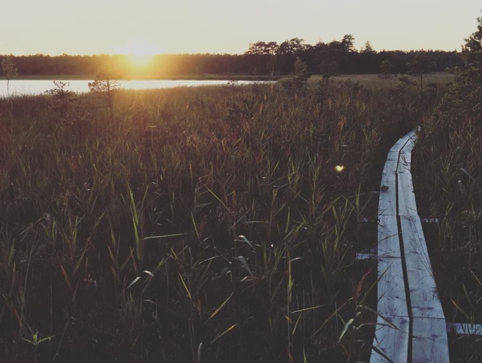 Sunny bog trail.