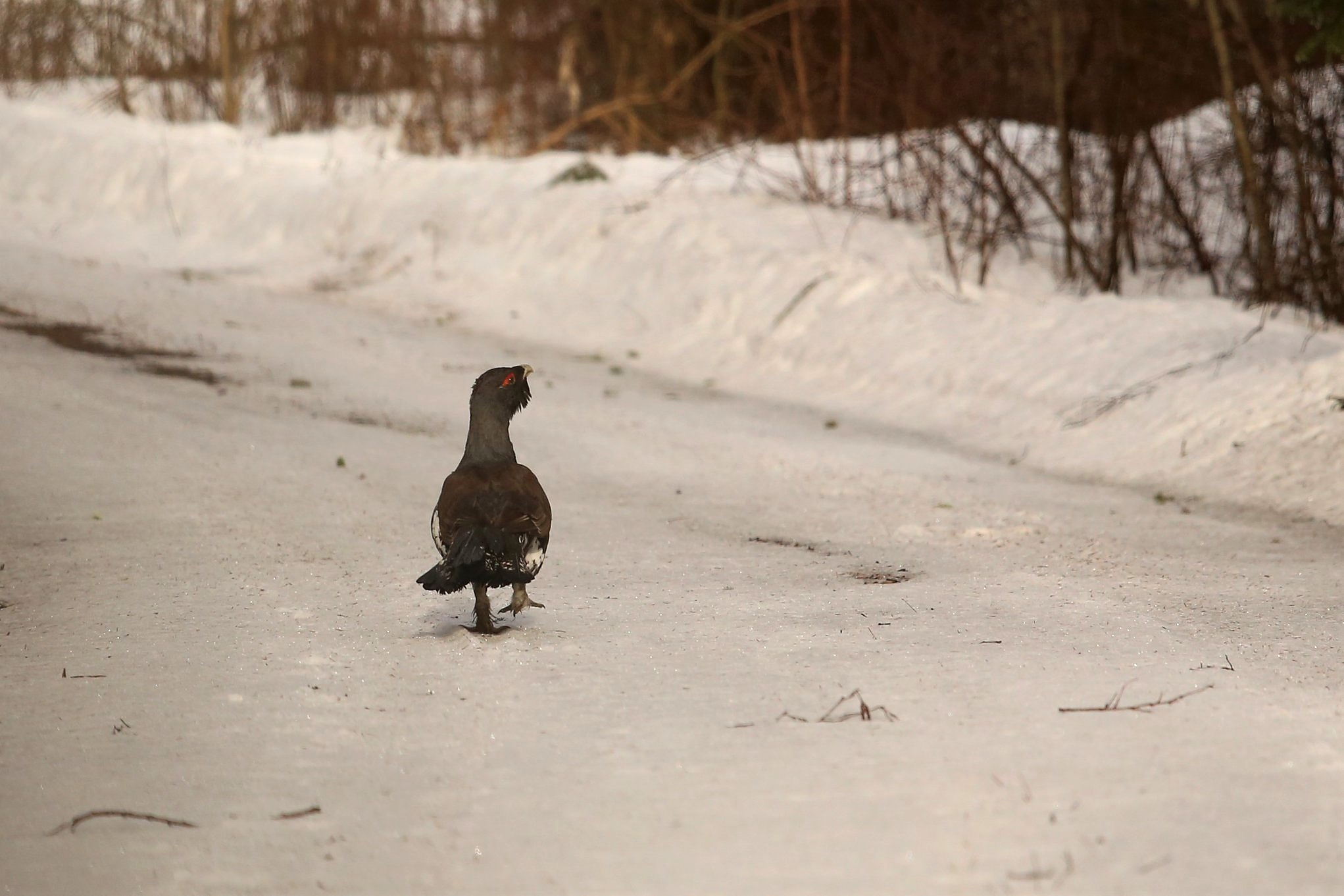 metsisekukk kõnnib lumisel metsateel