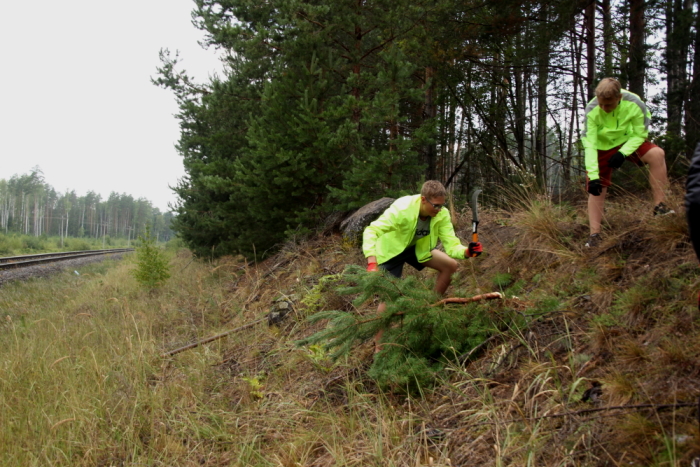 raudteeääres liivikul väikeste mändide mahavõtmine