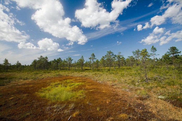 bog in Selisoo in summer