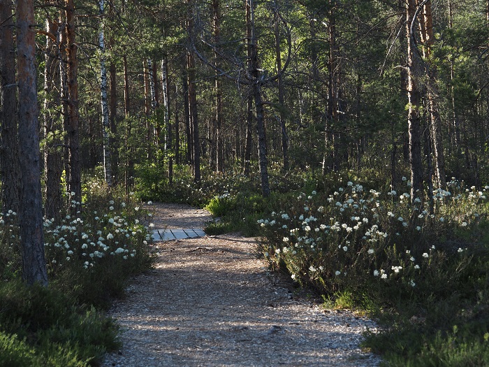 A view of a nature trail in the forest with a little bridge crossing a former drainage ditch.