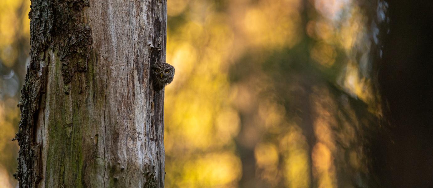 Värbkakk piilub välja pesapuust, foto Janek Joab
