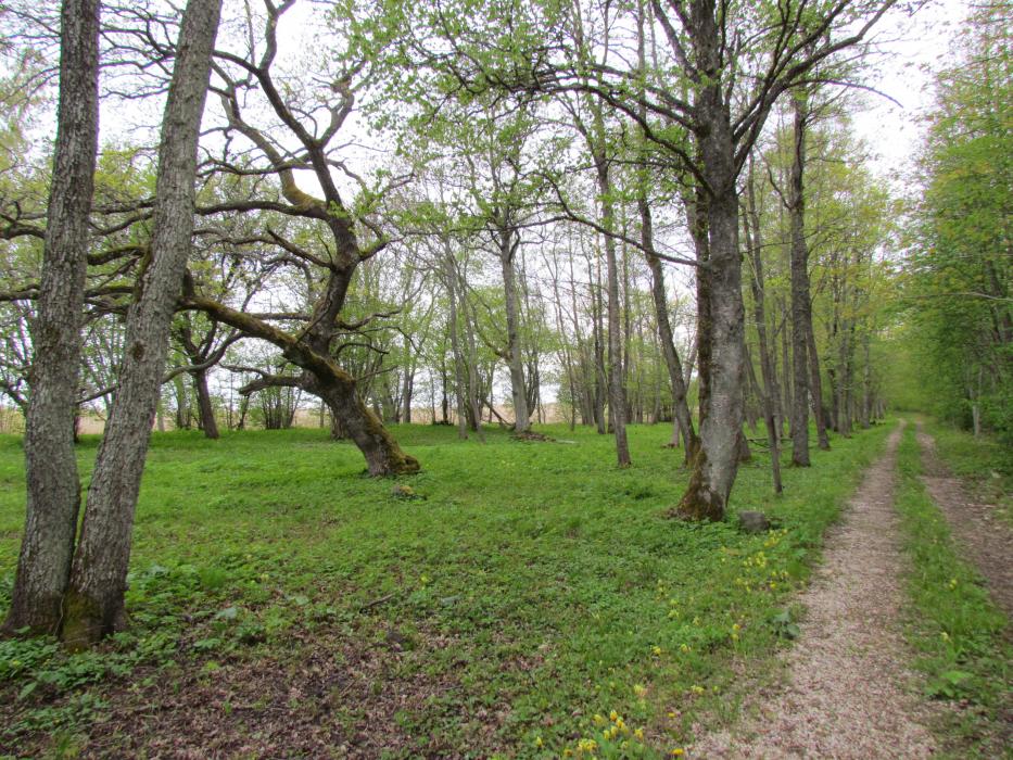 Puisniit Puise metsas