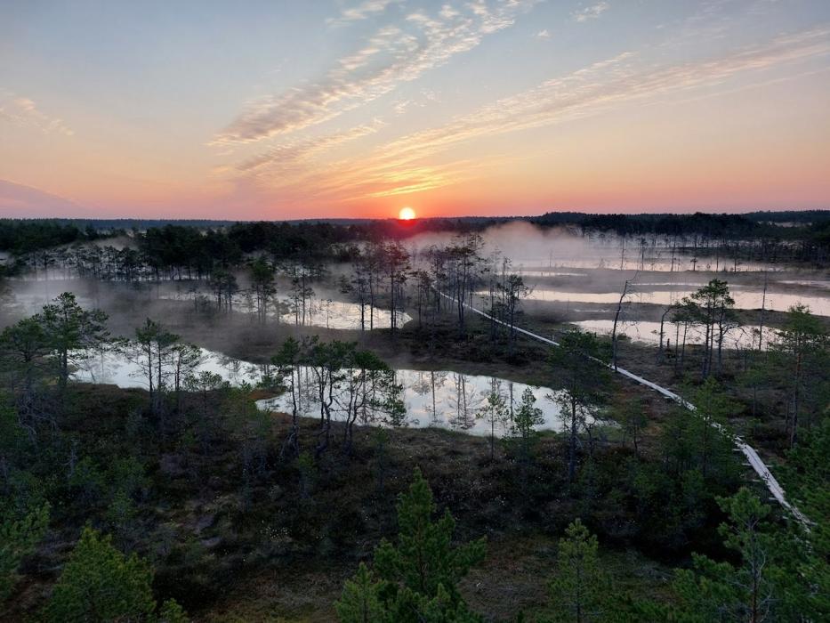Sunrise in Viru bog.