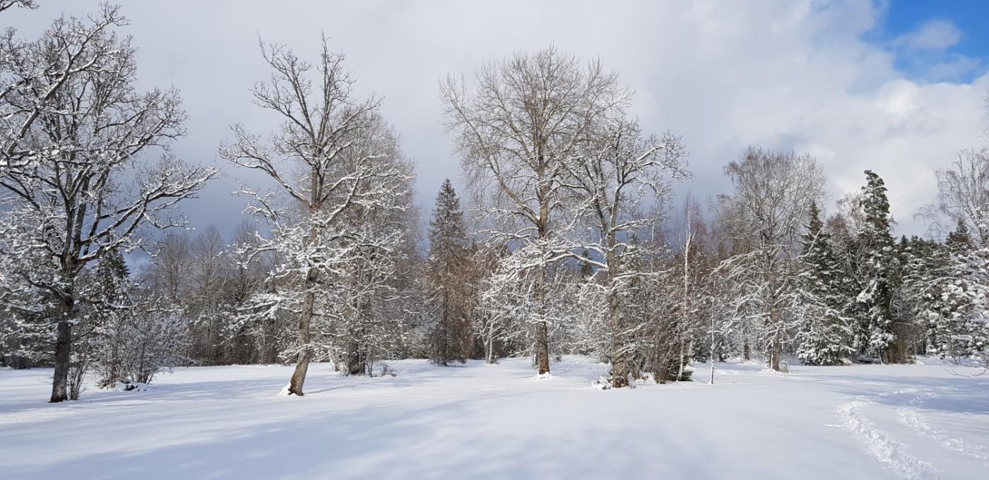 Lumme mattunud niidul on näha lumised puud