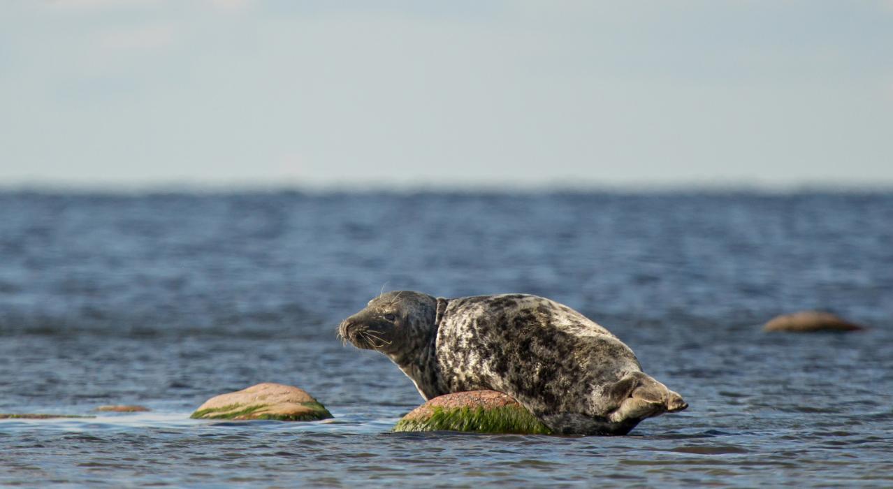 Hallhüljes lesib merel üksiku kivi peal