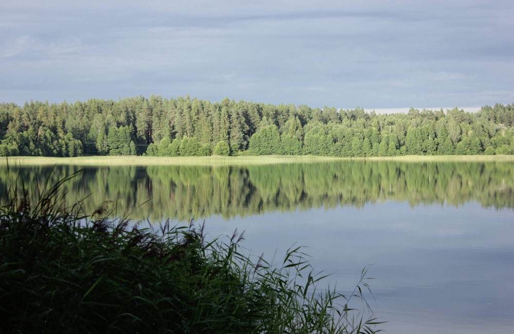 Kuusemets peegeldumas järve veepeeglil