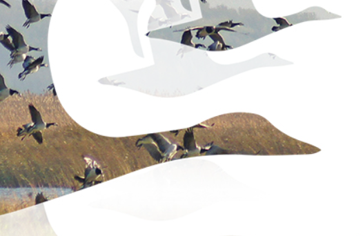 Haned ja lagled lendavad roostiku kohal