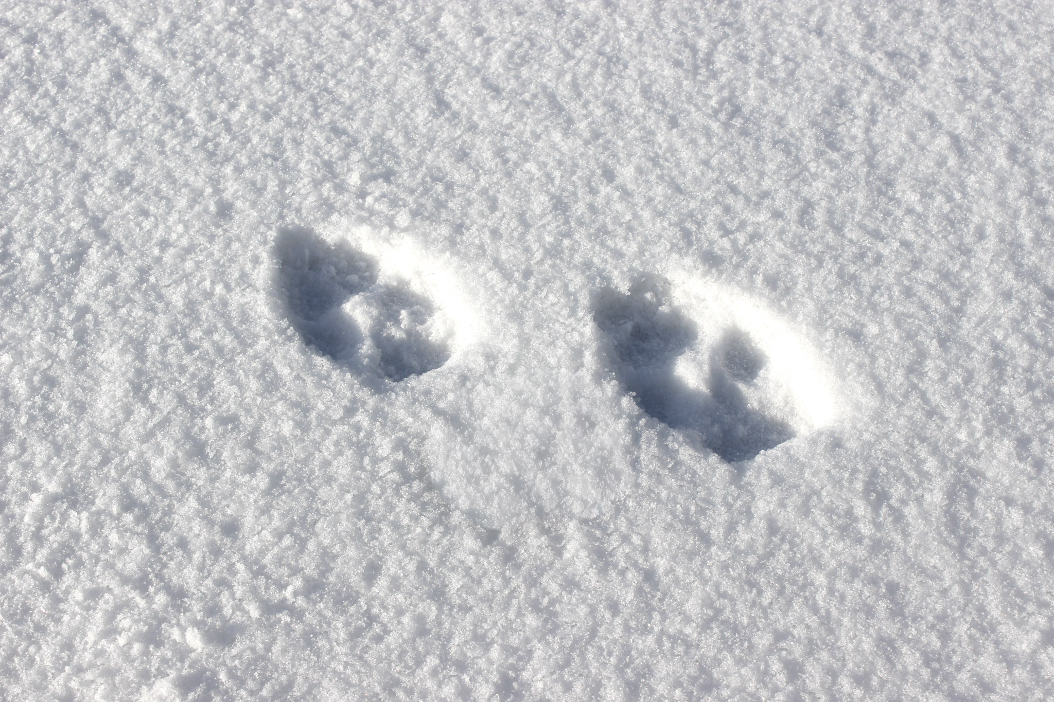 hundi käpajäljed lumel