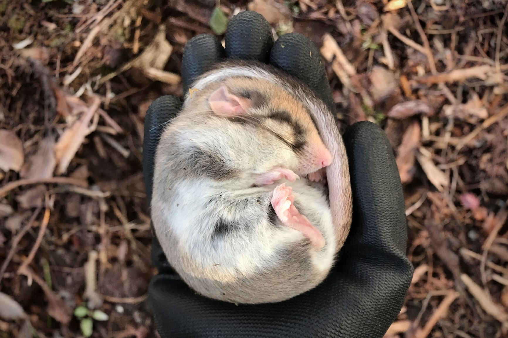 väike kerratõmbunud loomake inimese peos